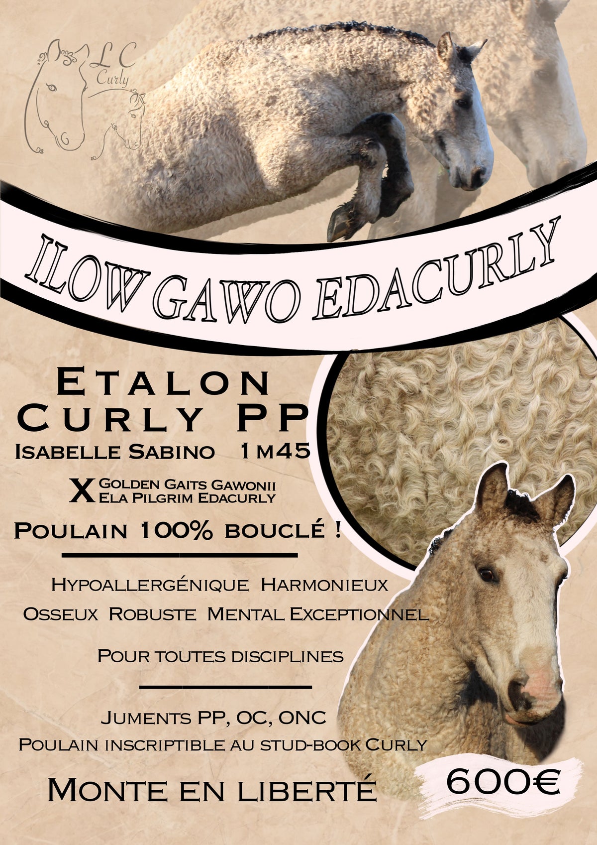 Affiche animalière pour vente, saillie, naissance,….