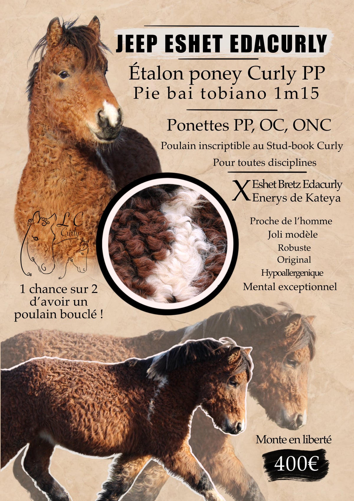 Affiche animalière pour vente, saillie, naissance,….